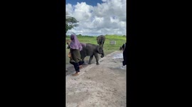 Grumpy baby elephant head butts park visitors