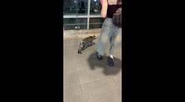 Pet cat calmly rides escalator while walking with owner