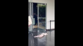 Stray dog naps outside office exit forcing dozens of workers to step over him