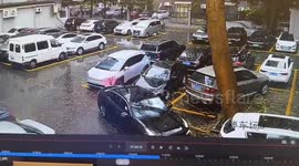 Car drives off moments before large tree comes crashes down