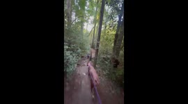 Bear attack - 300 lbs Black Bear vs 30 lbs frenchie