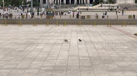 Bird chases away stray cat in China's Tiananmen Square