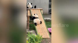 Panda cub has the best time playing on slide