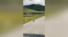 Marmots caught in scrappy showdown bring traffic to a halt
