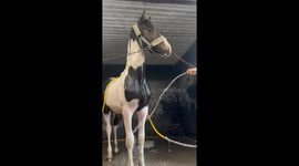 Yearling Stallion Astonished By Water Spray