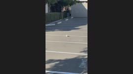 Stray Kitten Runs To Meowing Person