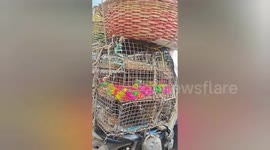 Beautiful colour Birds ride by motorbike in Bangalore street