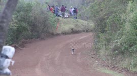 Perfectly Timed Jump Saves Life of Dog