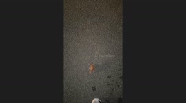 Woman left genuinely astounded after watching frog walk like Spider-Man crawling up a wall