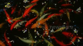 Koi fish are among the most beautiful ornamental fish