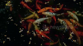 Koi fish are among the most beautiful ornamental fish.