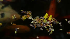 Flowers and fallen leaves on the water. Background Koi fish swim on rhe surface of pond water