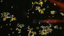 Flowers and fallen leaves on the water. Background Koi fish swim on the surface of the pond water
