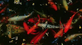 Koi fish are among the most beautiful ornamental fish