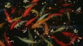 Koi fish are among the most beautiful ornamental fish