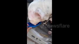 Dog in distress, rescuer reprimanded: Viral incident sparks outrage in Cornelius