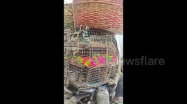 India: Beautiful colour Birds ride by motorbike in Bangalore street