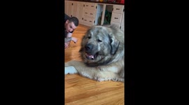Yogi the Giant Caucasian Ovcharka Guard Dog