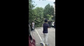 Fallen trees damage vehicles after storm in Bushwick, Brooklyn, New York, USA