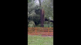 Storm aftermath leaves damaged tree in Alexandria, Virginia, USA