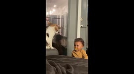 Cat’s had enough: Baby learns the furry limits the hard way