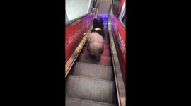 Hilarious pet dog crisscrosses its legs while walking down steps