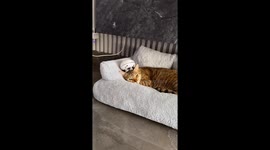 Cat Enjoys Comfy Couch And Head Massage
