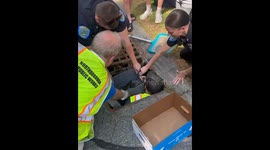 Ten Ducklings Rescued From Storm Drain in Massachusetts Town