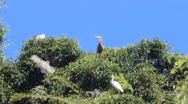 The black heron (Egretta ardesiaca) population in Tanah Datar, West Sumatra, Indonesia.