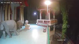 Elephant herd seen on CCTV visiting temple 'for midnight prayers'