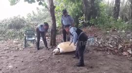 Endangered sea turtle helped back into the ocean in Honduras