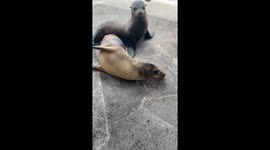 Adorable Baby Sea Lions in the Galápagos Islands