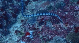Swimming with Manta Rays… Then We Saw a Deadly Sea Snake in Bali