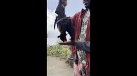 Feeding a Bat in Bali — Like a Puppy with Wings