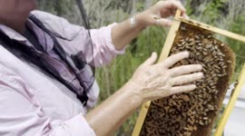 Incredible Up Close Footage of Italian Queen Honey Bee Laying an Egg in a Honey Bee Nest