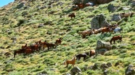 Türkiye: Hundreds of wild horses roam freely in Türkiye’s mountain highlands
