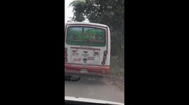 Dog Reaches for Twigs Out the Window