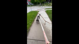 Dog Determined to Bring Huge Stick Home