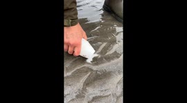 Gathering Razor Clams at Low Tide