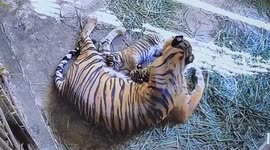 Endangered Sumatran tiger gives birth to 2 cubs at wildlife park in Indonesia