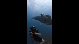 A scuba diver’s first ever encounter with a Manta Ray that swims right over diver!