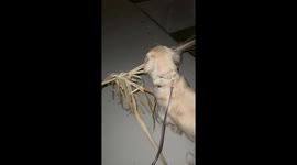 Golden Determined to Bring Palm Frond Home