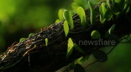 Weaver ants