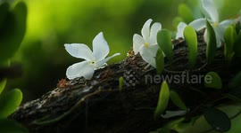Weavers Ants and Auntmn Flowers