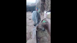 Clever cow has learned how to turn on water tap to pour itself a drink