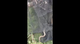 Five-foot-long snake got trapped in a net in Rajasthan, India