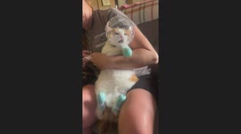 Astronaut Kitty