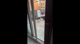 Cat crashes into closed window after being lured inside in Liaoning, China