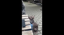 Dog hilariously steals food from owner's plate in Kaliningrad, Russia