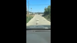 Ducks hilariously sprint down road in Liaoning, China